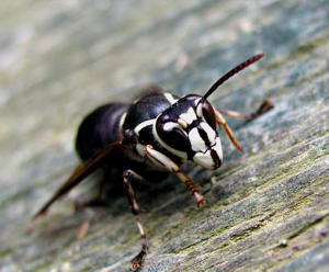 Bald Faced Hornet