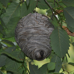 Bald Faced Hornet Nest