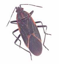 Adult boxelder bug