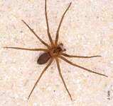 St. Louis Brown Recluse