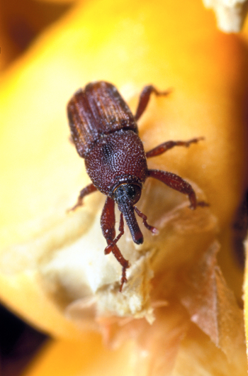 Rice Weevil, a type of stored product pest