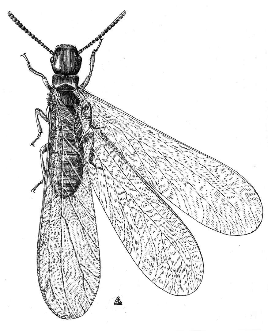 Termite Swarmer